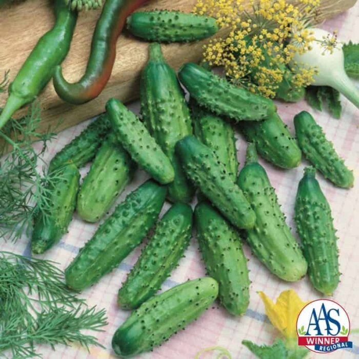 Cucumber Parisian Gherkin F1 is an excellent mini or gherkin pickling cucumber which can be picked either at the midget size or small pickle stage and processed.
