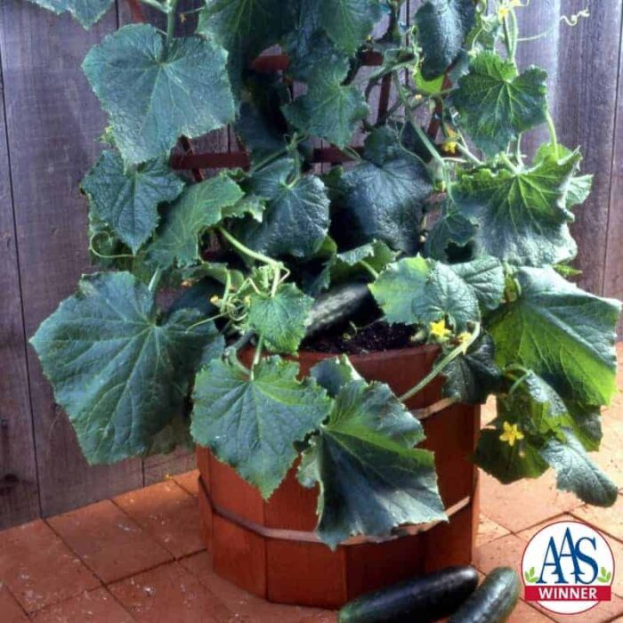 Cucumber Salad Bush