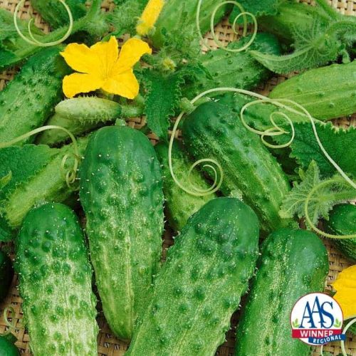 Cucumber Pick a Bushel F1 2014 AAS Vegetable Award Winner This Regional AAS Winner is great for northern areas because it is early to set fruit, offers a prolific quantity of fruit and is a compact bush-type cucumber spreading only about 24 inches.