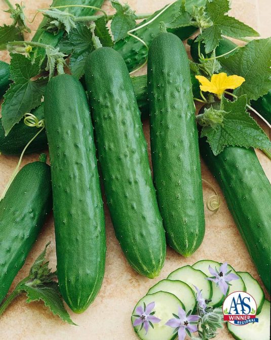 Cucumber Saladmore Bush F1 2014 AAS Vegetable Award Winner Matures in 55 days from sowing. This semi bush vine sets sweet crisp cucumbers as long as you keep them picked.