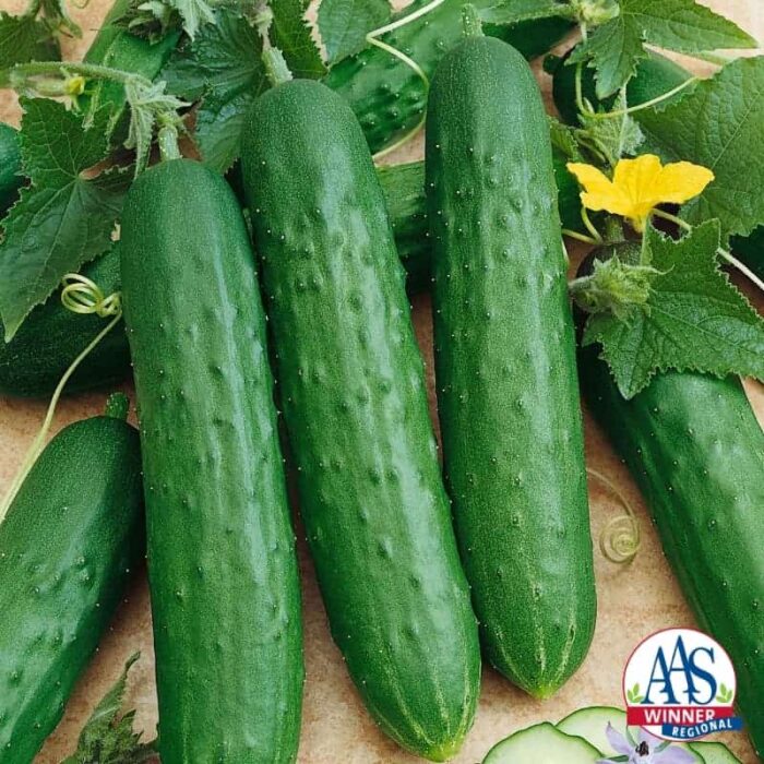 Cucumber Saladmore Bush F1 2014 AAS Vegetable Award Winner Matures in 55 days from sowing. This semi bush vine sets sweet crisp cucumbers as long as you keep them picked.