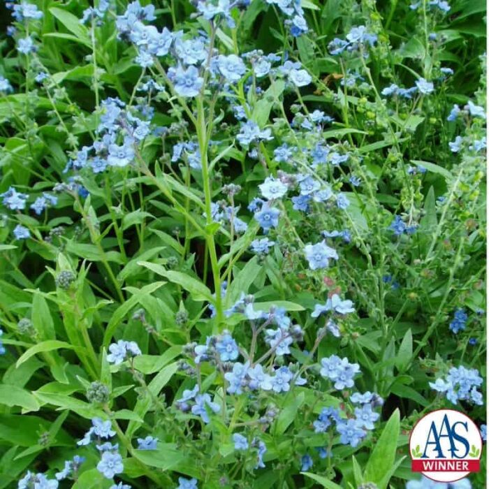 Cynoglossum Firmament