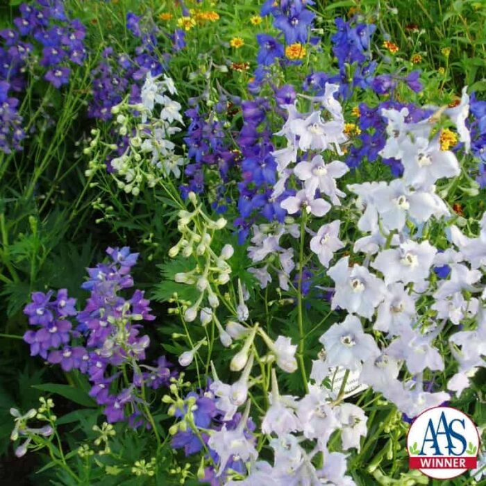 Delphinium Connecticut Yankee