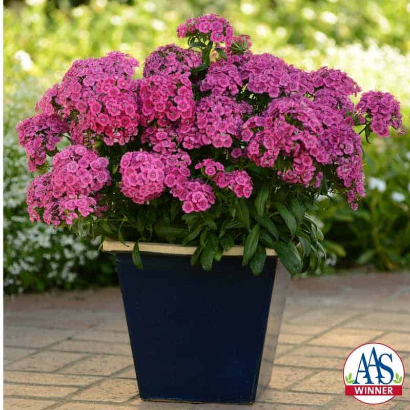 Dianthus Interspecific Jolt™ Pink F1 | All-America Selections