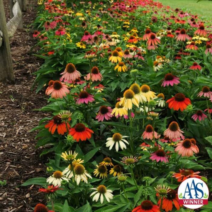 Echinacea 'Cheyenne Spirit' 2013 AAS Flower Award Winner This stunning first-year flowering Echinacea captures the spirit of the North American plains by producing a delightful mix of flower colors from rich purple, pink, red and orange tones to lighter yellows, creams and white.