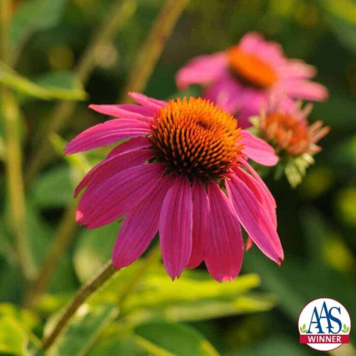 Echinacea PowWow Wild Berry - 2010 AAS Flower Award Winner This AAS Winner differs from other coneflowers for flower color, branching and plant size.