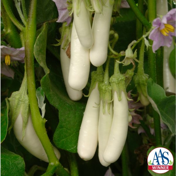 Eggplant Gretel F1