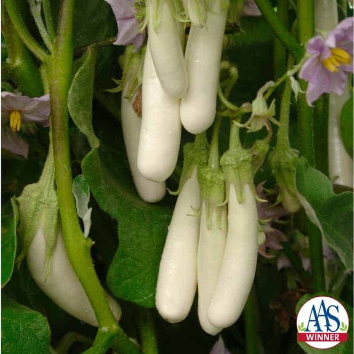 Eggplant Gretel F1