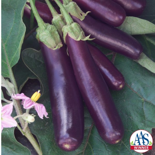Eggplant Hansel F1