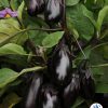 Eggplant Patio Baby F1 2014 AAS Vegetable Award Winner Patio Baby is a very early and highly productive eggplant with a compact habit, making it a great choice for containers or in the garden.