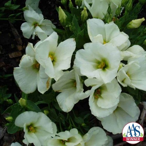 Eustoma Forever White F1 - 2003 AAS Bedding Plant Winner - Simply the best white flowering eustoma for your garden.