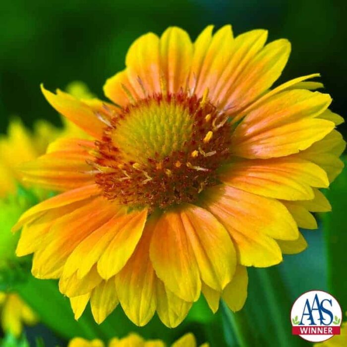 Gaillardia Arizona Apricot - 2011 AAS Flower Winner Blooms are lighter in color than traditional gaillardia with yellow edges that deepen to a rich apricot center.