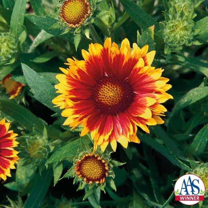 Gaillardia Arizona Sun - 2005 AAS Flower Winner This Arizona Sun is red and yellow.