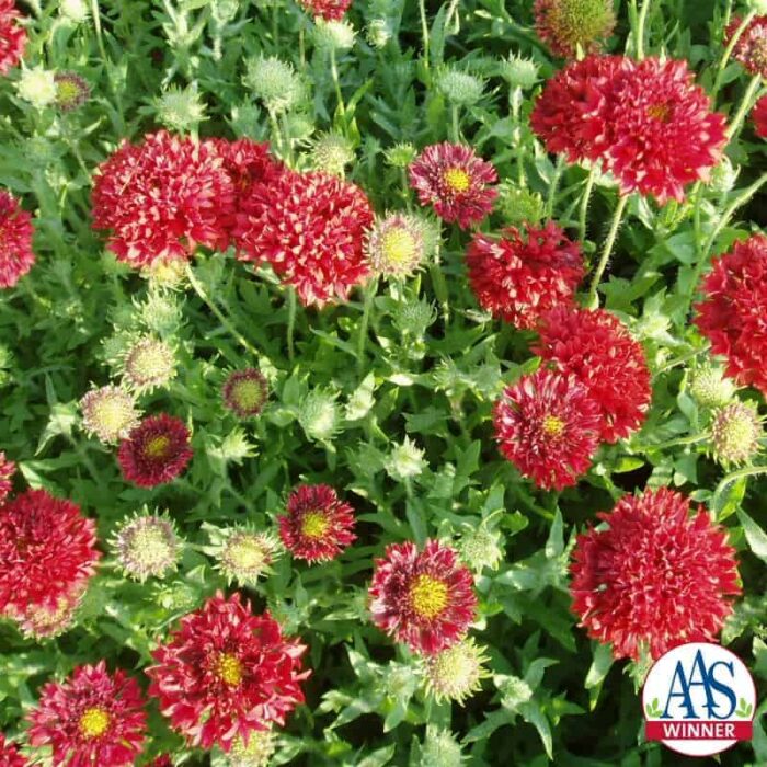 Gaillardia Red Plume