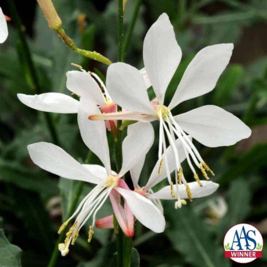 Gaura Sparkle White 2014 AAS Bedding Plant Award Winner Sparkle White gaura will bring a touch of airy elegance to the garden with its long slender stems sporting a large number of dainty white flowers tinged with a pink blush.