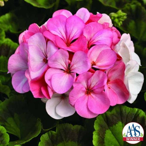 Geranium Pinto Premium White to Rose F1 2013 AAS Bedding Plant Winner This addition to the Pinto Premium series is a must-have!