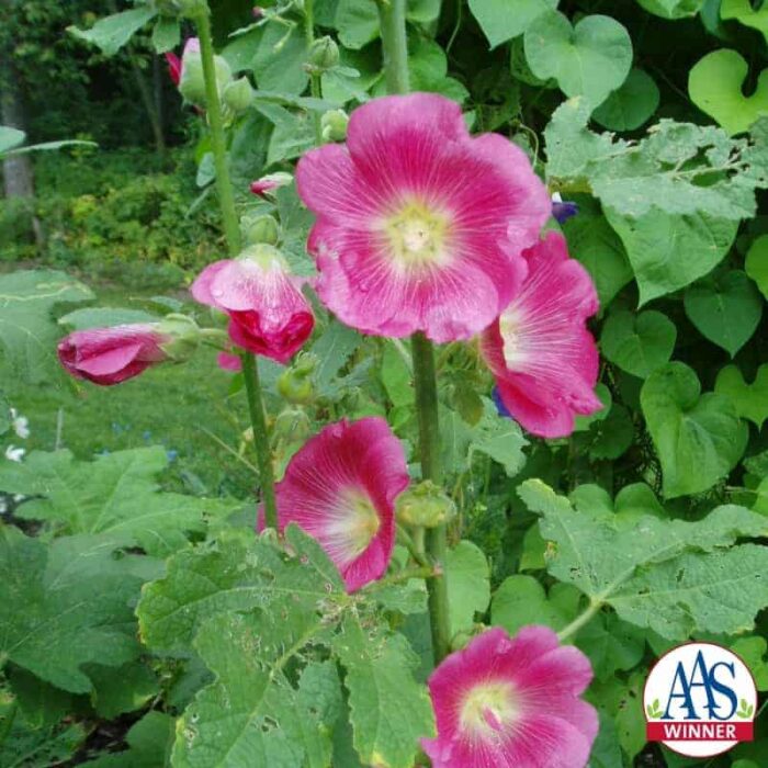 Hollyhock Indian Spring