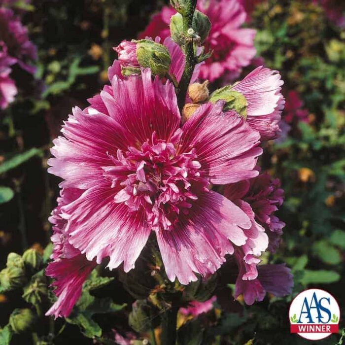 Hollyhock Queeny Purple - 2004 AAS Flower Winner - Queeny Purple is the shortest Alcea rosea and the first purple hollyhock available as a single color not part of a mixture.