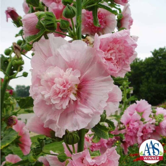 Hollyhock Summer Carnival - AAS Winner