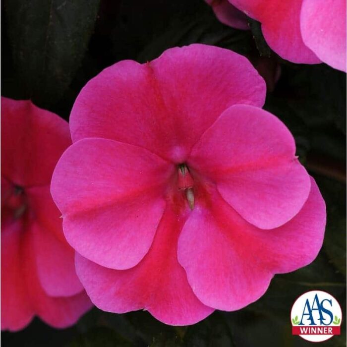 Impatiens Bounce Pink Flame looks like an Impatiens walleriana in habit, flower form and count, but is completely downy mildew resistant, which means this impatiens will last from spring all the way through fall.