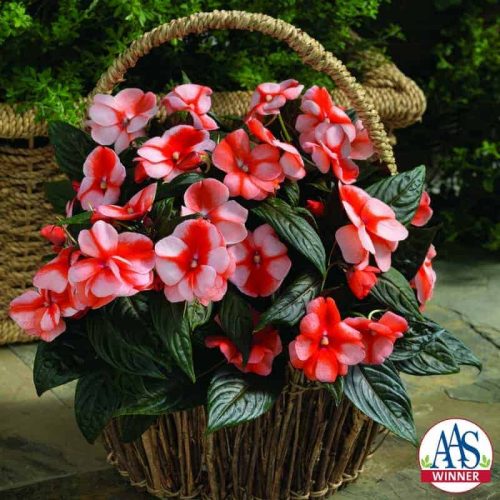 Impatiens New Guinea Florific™ Sweet Orange F1 2014 AAS Bedding Plant Award Winner Florific™ Sweet Orange New Guinea Impatiens is perfect for brightening gardens or patio containers in partial to full shade.