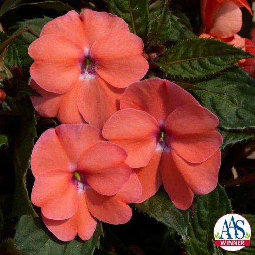 Impatiens SunPatiens Vigorous Shell Pink - The truly unique genetic background of SunPatiens® Vigorous Shell Pink delivers unsurpassed garden performance with season long, soft pink flowers that never slow down.