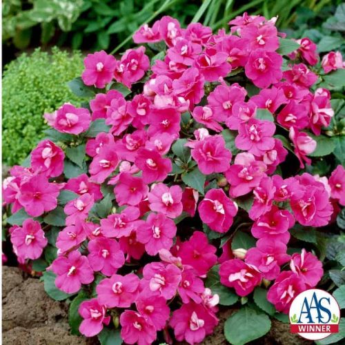 Impatiens Victorian Rose F1 - 1998 AAS Bedding Plant Winner - Soft rose colored consistently semidouble flowers are improvements.