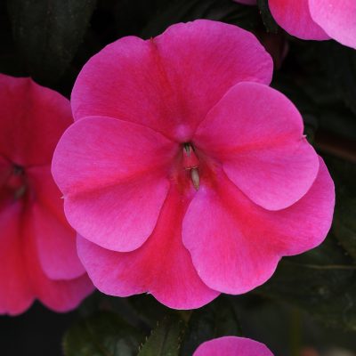 Impatiens Bounce Pink Flame - Bounce looks like an Impatiens walleriana in habit, flower form and count, but is completely downy mildew resistant, which means this impatiens will last from spring all the way through fall.