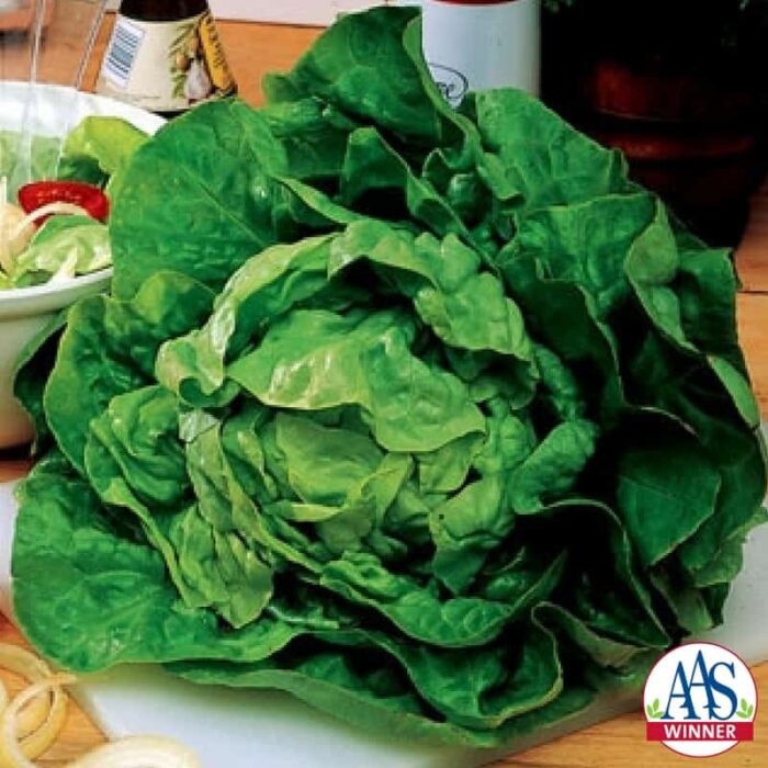 Lettuce Buttercrunch