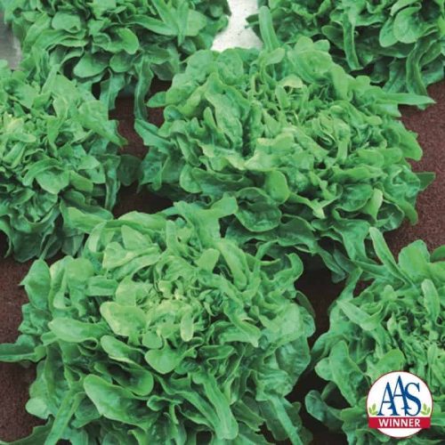 Lettuce Sandy - Sandy is an attractive oakleaf type lettuce with a multitude of sweet tasting frilly dark green leaves.