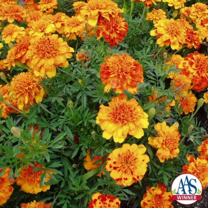 Marigold Bonanza Bolero -1999 AAS Bedding Plant Winner This marigold is distinct because of its irregular gold and red design.