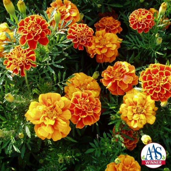 Marigold Queen Sophia