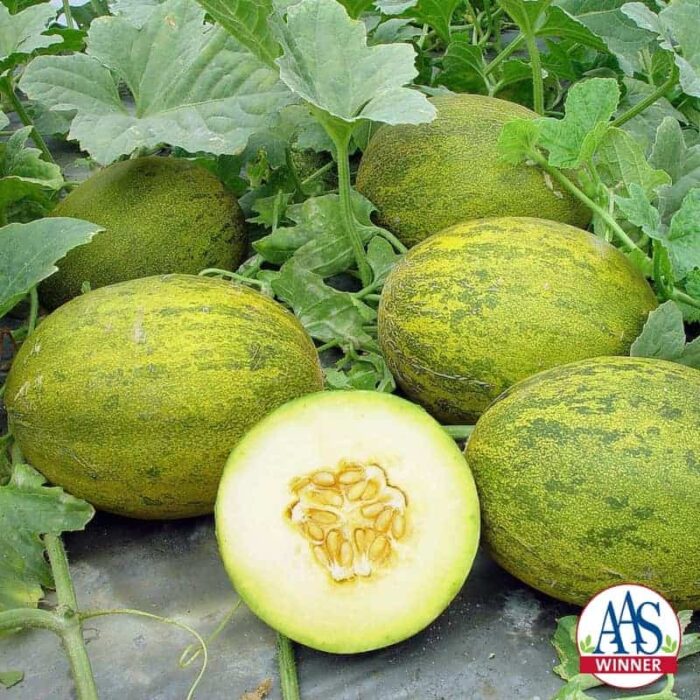 Melon Lambkin F1 - 2009 AAS Vegetable Award Winner ‘Lambkin’ is a gourmet melon that is early to mature and easy to grow in containers or garden soil.