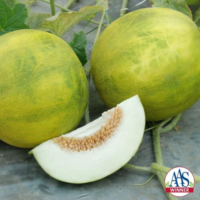 Melon Melemon F1 2013 AAS Vegetable Award Winner The earliness, high yield on healthy, strong plants and superior taste all contributed to this melon becoming an AAS Winner.