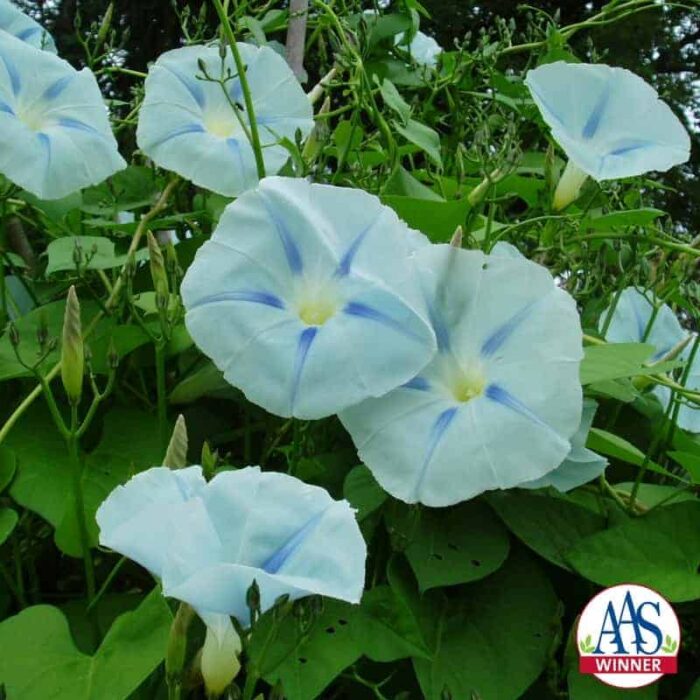 Morning Glory Blue Star