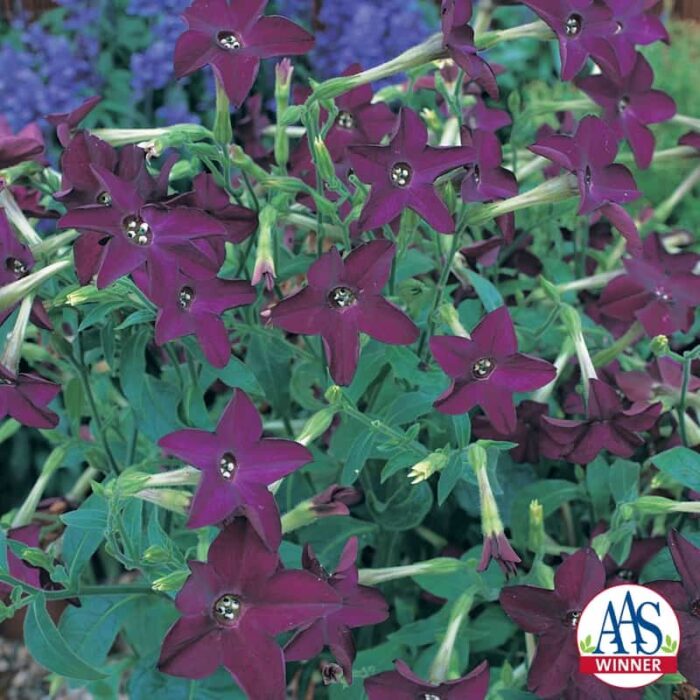 Nicotiana Perfume Deep Purple F1 - 2006 AAS Bedding Plant Winner -Perfume Deep Purple flowers are shaped like stars.