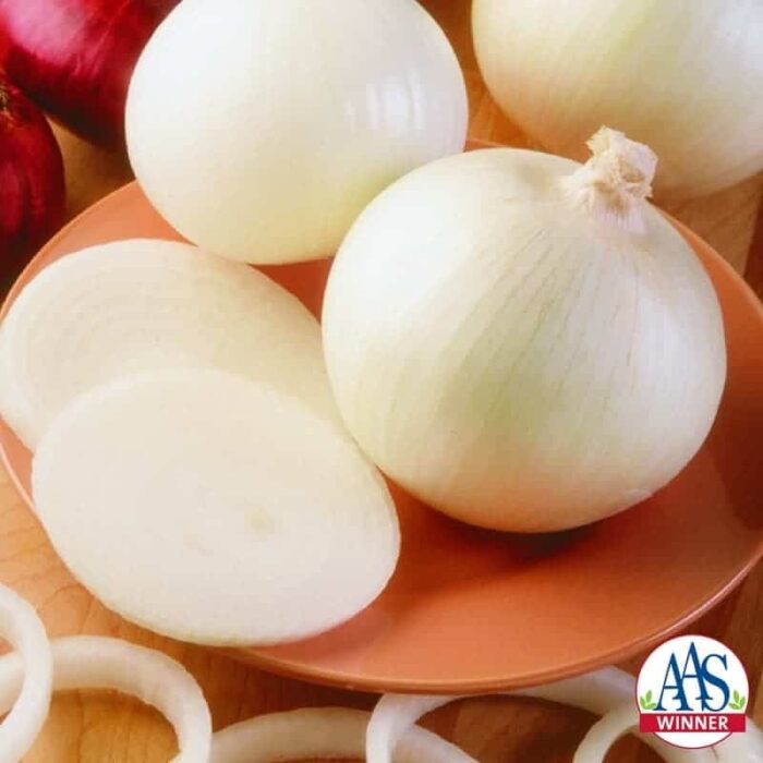 Onion Super Star F1 - 2001 AAS Edible - Vegetable Winner - Super Star is an improved white sweet onion recommended for all spring gardens in North America because it is day-length neutral.