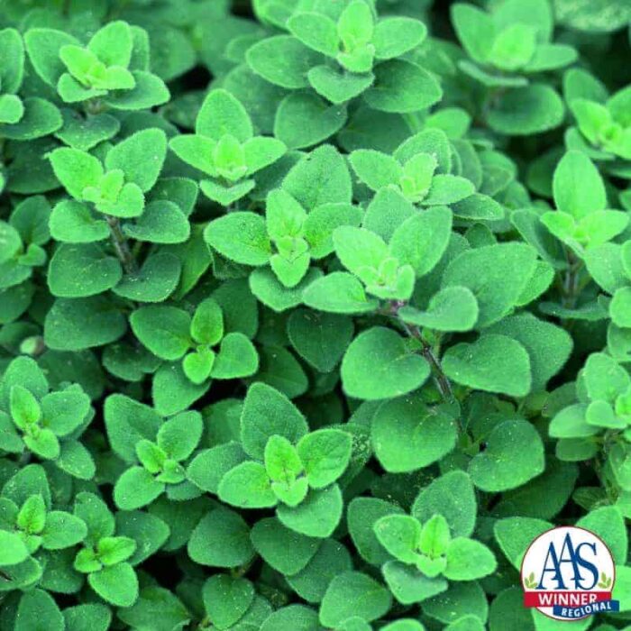 Oregano Cleopatra - Unique from Greek and Italian oreganos, Cleopatra has a mildly spicy, pepperminty flavor