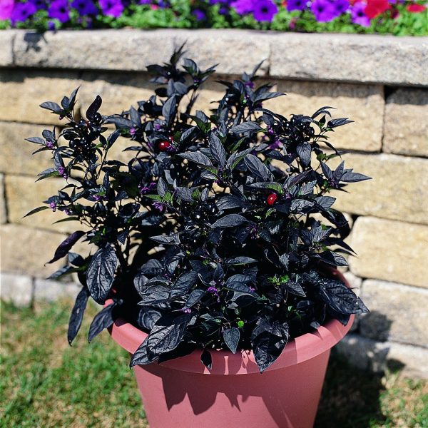 Ornamental Pepper Black Pearl 2006 - AAS Flower Winner - Black Pearl is a handsome plant with black foliage.