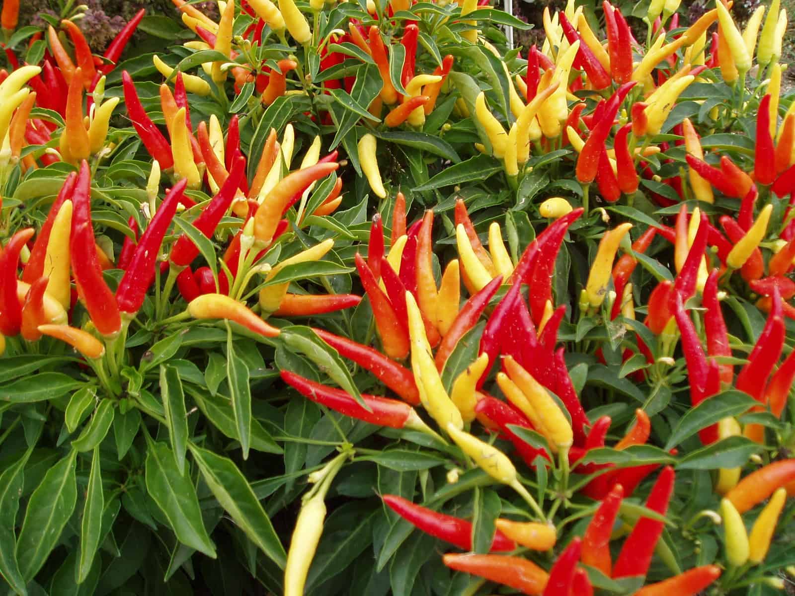 VERY UNIQUE PEPPER Chilly Chili Pepper Seeds COMBINED S/H! SEE OUR STORE 