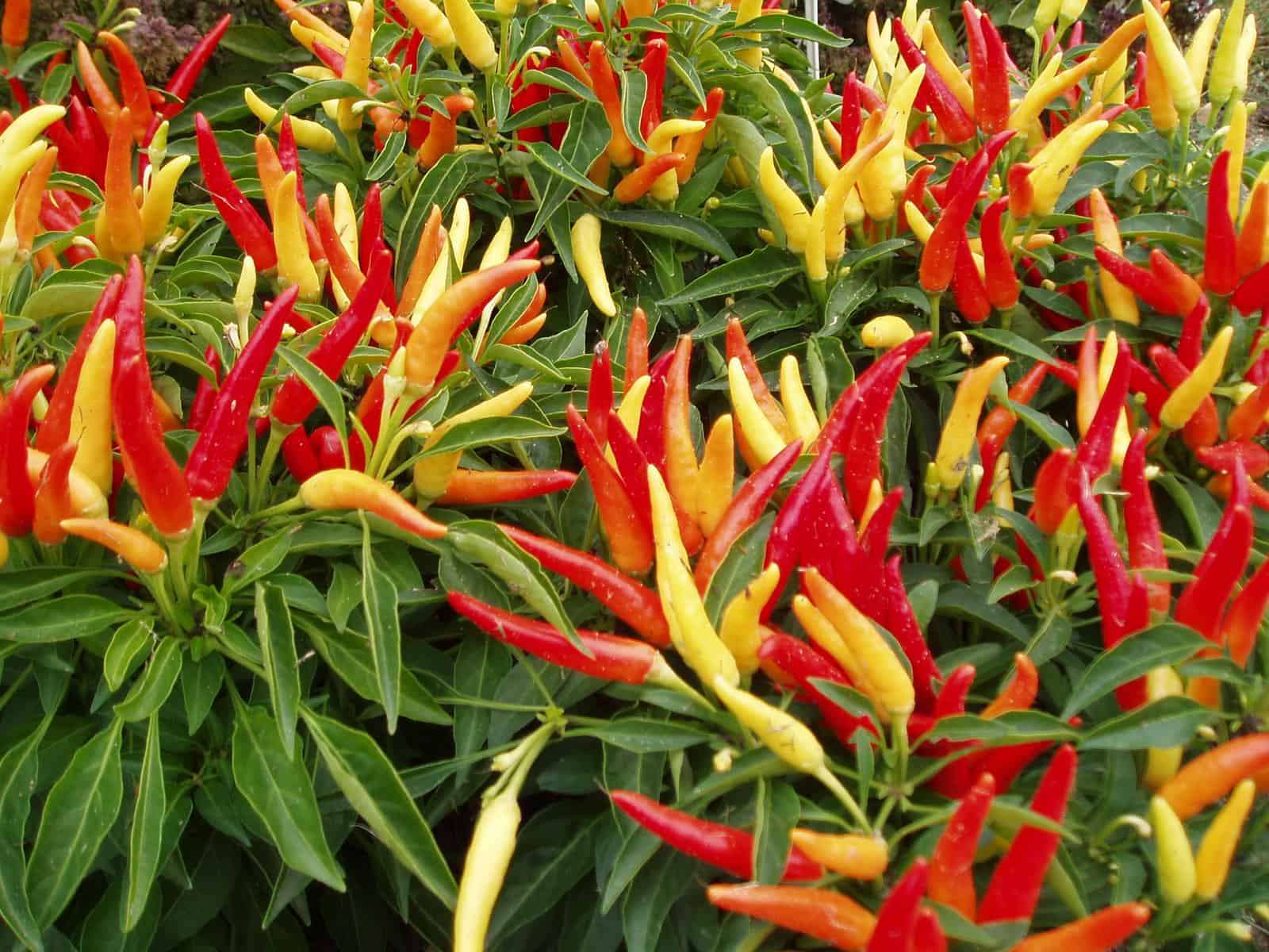 https://all-americaselections.org/wp-content/uploads/2016/10/Orn.Pepper_ChillyChili-2002.jpg?utm_source=chatgpt.com