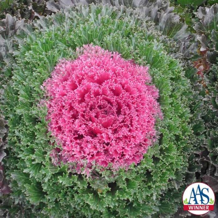 Ornamental Kale Glamour Red F1 - 2011 AAS Cool Season Bedding Plant Winner. Glamour Red is an excellent achievement in breeding for its unique shiny leaves.