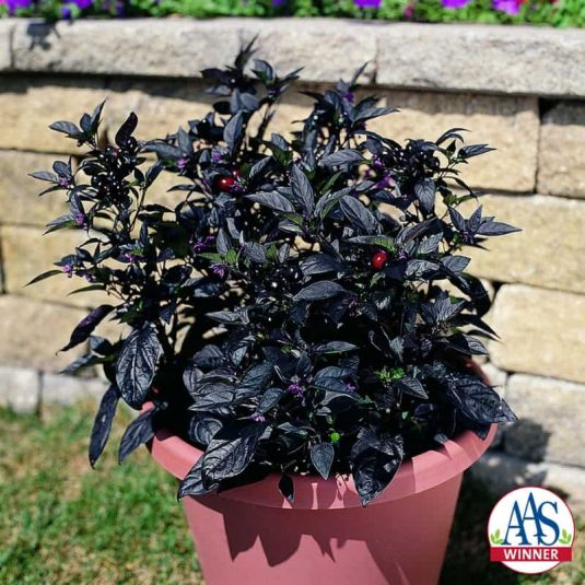 Ornamental Pepper Black Pearl 2006 - AAS Flower Winner - Black Pearl is a handsome plant with black foliage.