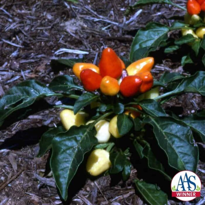 Ornamental Pepper Holiday Time