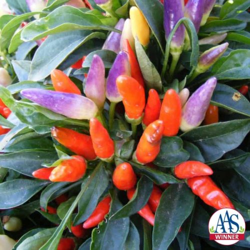 Ornamental Pepper NuMex Easter 2014 AAS Bedding Plant Award Winner NuMex Easter is a compact, well branched, uniform in size plant that displays small clusters of 4-6 fruits on top of the plant in a range from lavender to light yellow and when fully mature a light orange.