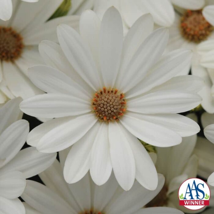 Osteospermum Akila® Daisy White F1 2014 AAS Bedding Plant Award Winner White osteospermums are not unique but a clear white osteo with a yellow center is a novelty, plus, it’s easily grown from seed.
