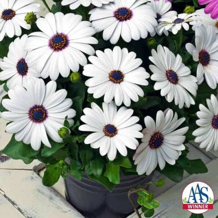 Osteospermum Asti White F1