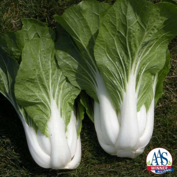 Pak choi Bopak AAS Winner Matures early and the tender leaves with crisp sweet stalks taste great.