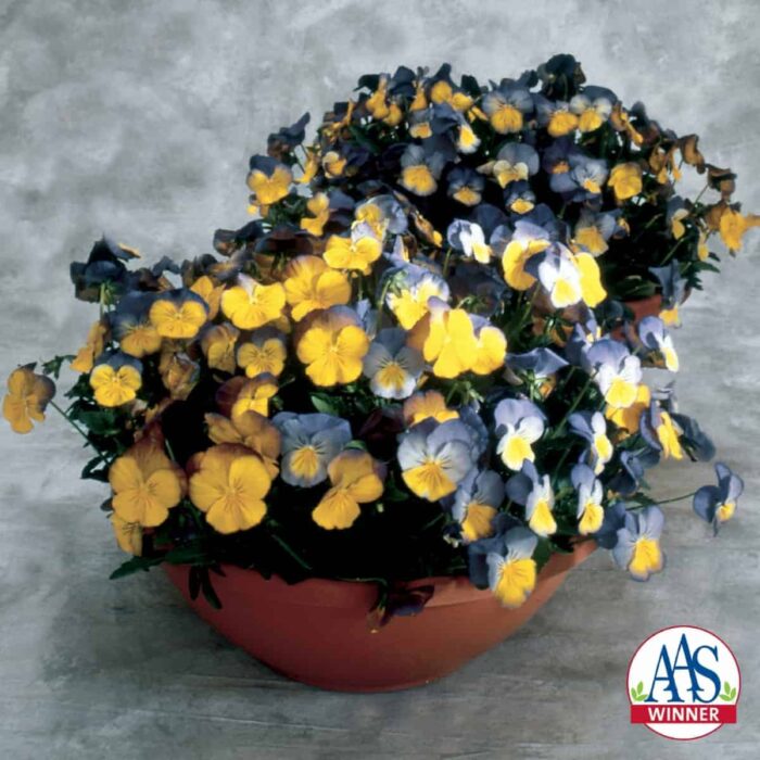Pansy Ultima Morpho F1 - 2002 AAS Flower Winner This AAS Winner has a distinct bi-color design.