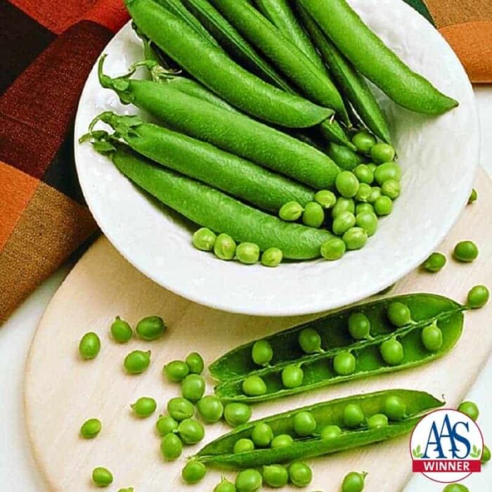 Pea Mr. Big- 2000 AAS Edible - Vegetable Winner - Mr. Big is a superior English or garden pea.